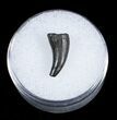 Cretaceous Crocodile Tooth From Maryland #3713-1